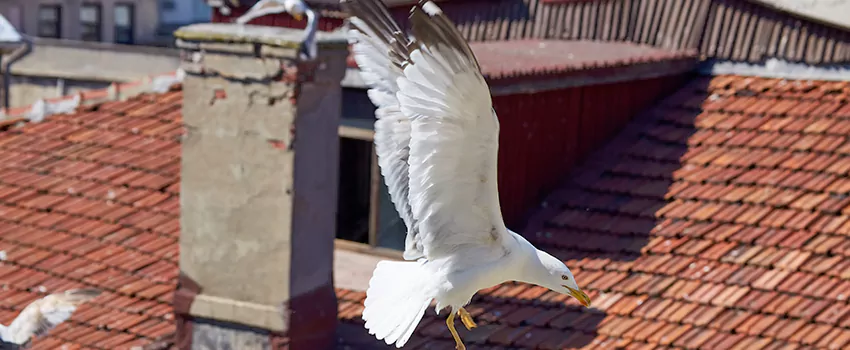 Residential Chimney Animal Removal Solution in San Marcos, CA