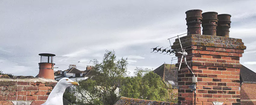 Chimney Cleaning And Restoration in San Marcos, California